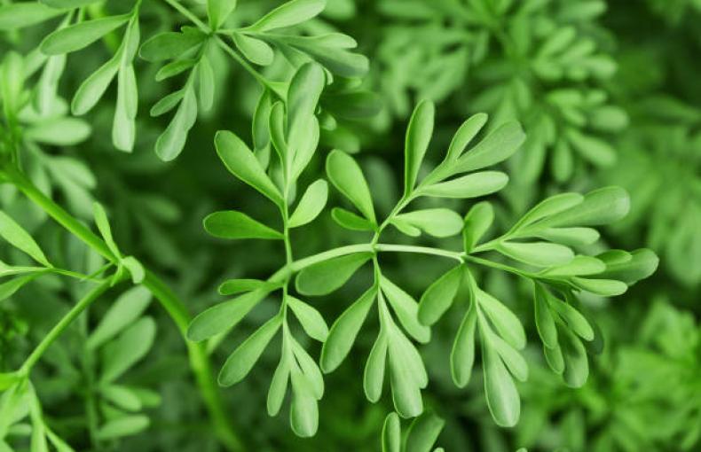 Ritual de Purificação e Equilíbrio do Lar