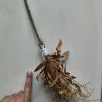 Vassoura Energética Astral – Energia da Benzedeira | Bruxa NADA